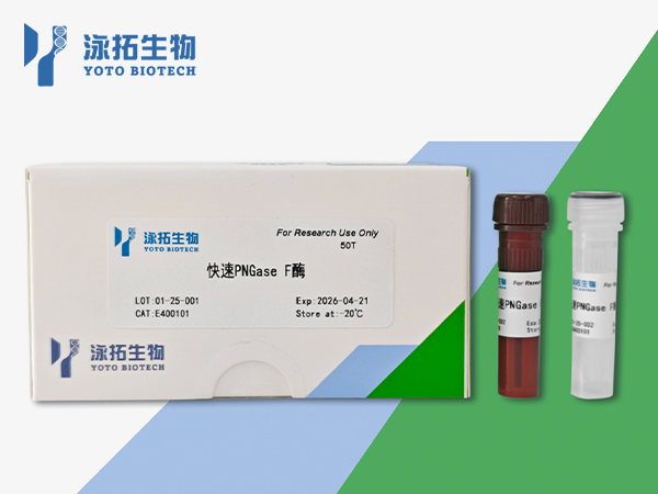 快速PNGase F酶