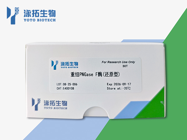 重组PNGase F酶（还原型）